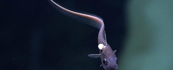这种深海鱼可能属于长尾鳕科，本图由“深海发现”号相机拍摄于水面之下1814米。在深海鱼的身上还附着一种寄生等脚类动物。