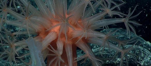 “深海发现”号发回的图像和视频中，出现了各种奇形怪状的海底地形地貌和怪异的深海生物。尽管在数千米的洋底，那里暗无天日，极端高压和寒冷，但是“深海发现”号仍然能够