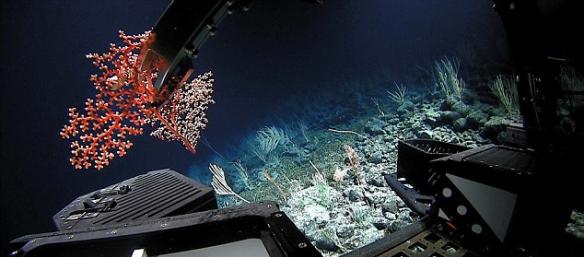 “深海发现”号还有采集洋底样本的任务。本图显示，在2078米的洋底，“深海发现”号将一种疑似珊瑚新物种样本采集到样本盒中。