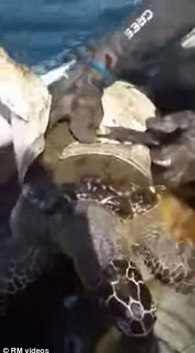 潜水客发现身体被塑料容器缠着的海龟 出动利剪助解困
