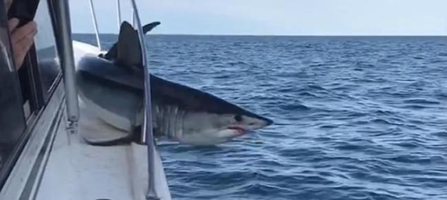 美国纽约长岛灰鲭鲨跃上渔船受伤流血