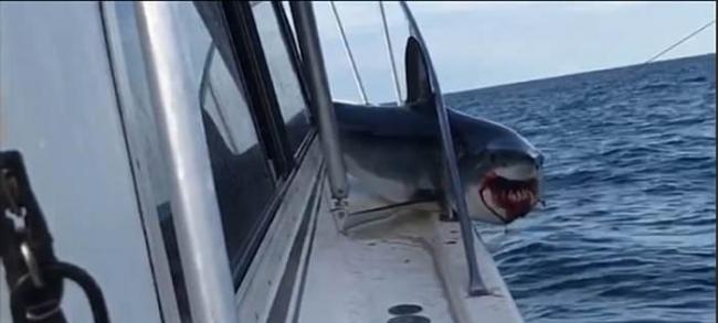 美国纽约长岛灰鲭鲨跃上渔船受伤流血