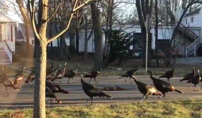 美国波士顿男子拍到火鸡神秘仪式 15只火鸡围着死去的猫咪绕圈
