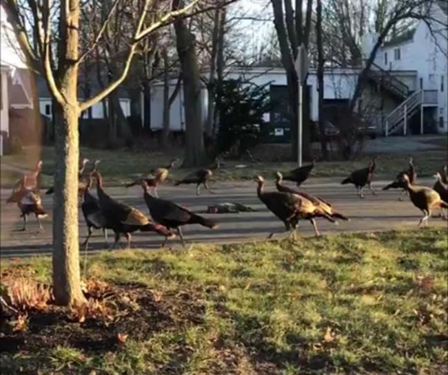 美国波士顿男子拍到火鸡神秘仪式 15只火鸡围着死去的猫咪绕圈