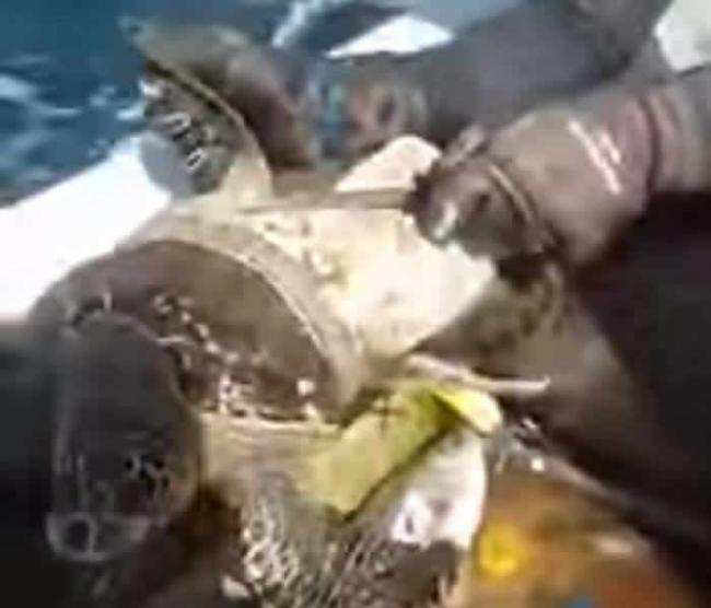 潜水客发现身体被塑料容器缠着的海龟 出动利剪助解困