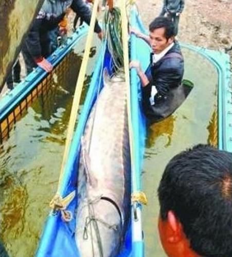武汉渔民误捕3.3米中华鲟 将放回长江