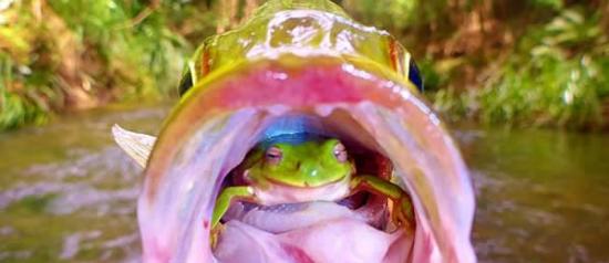 澳洲男子钓起一尾鲈鱼时竟发现微笑青蛙藏在鱼嘴里