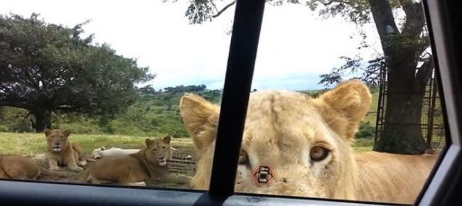 一家人开车到南非野生动物园参观 母狮突然用嘴巴咬开车门