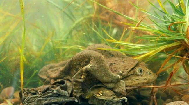 的的喀喀湖蛙是该湖的一种象征，也是秘鲁人的骄傲，这就是为什么秘鲁与玻利维亚的政治人物近年来会一起合作清理这座湖。 PHOTOGRAPH BY PETE OXFO