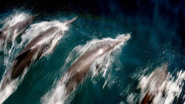 研究指出海豚与鲸鱼拥有和人类一样的群体模式