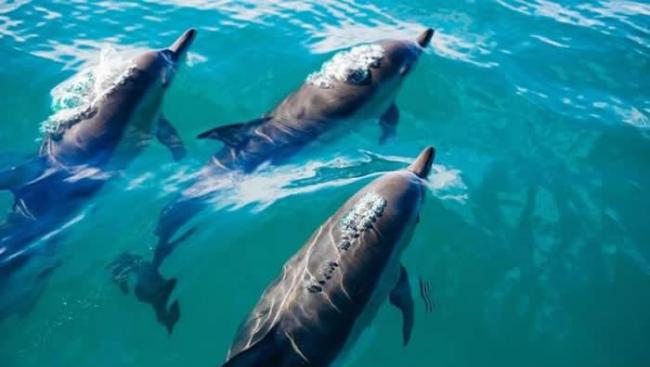 研究指出海豚与鲸鱼拥有和人类一样的群体模式