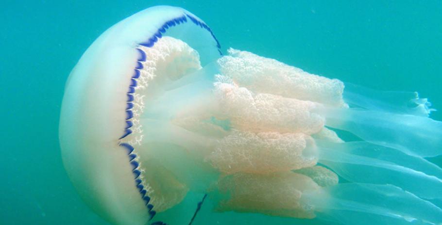 最新研究发现水母能感知水流并且逆流而上
