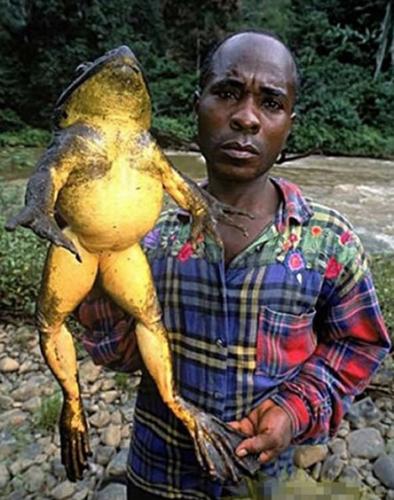 赤道几内亚和喀麦隆南部栖息着世界上最大的青蛙“goliath” 身长可达1米