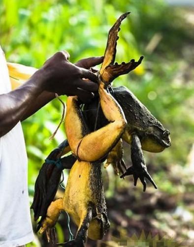 赤道几内亚和喀麦隆南部栖息着世界上最大的青蛙“goliath” 身长可达1米