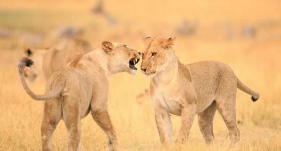 南非博茨瓦纳莫瑞米野生动物保护区母狮微笑拥抱同伴