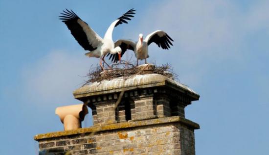 600年一遇奇景：英国古老烟囱惊现一对鹳鸟交配