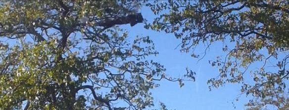 南非克鲁格国家公园惊现掌握“飞天”绝技的花豹