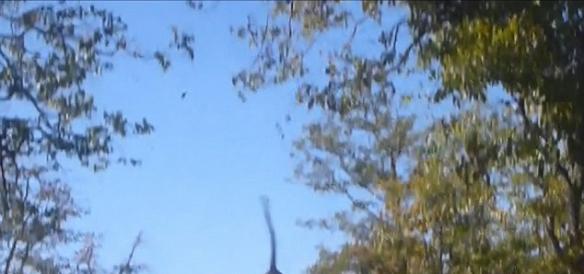 南非克鲁格国家公园惊现掌握“飞天”绝技的花豹