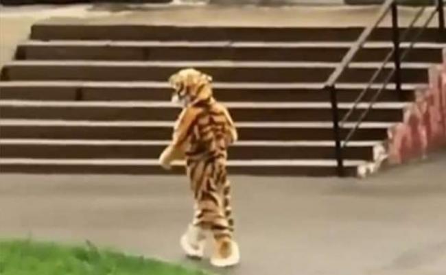俄罗斯加里宁格勒动物园“老虎”忽然直立行走？原来是...