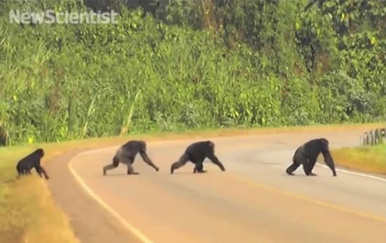 乌干达车子开超快，黑猩猩竟发展出「左顾右盼」过马路。