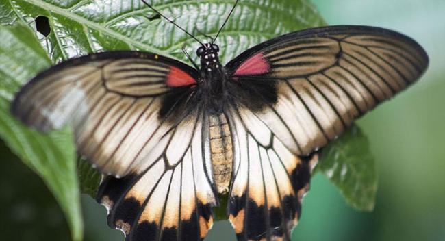 雌性的美凤蝶，翅膀为黄色，并且其前缘有粉色的小斑点。