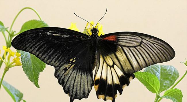 英国赫特福德郡发现稀有物种――半雌半雄的“人妖”美凤蝶