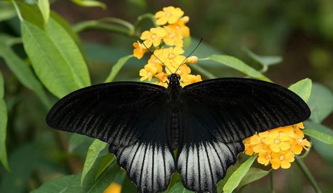雄性的美凤蝶的翅膀为深色