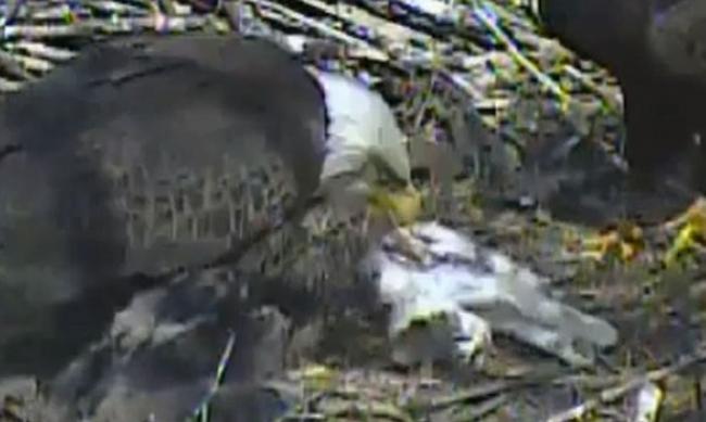 美国白头鹰擒获一只猫 带到鸟巢将它分给小鹰吃