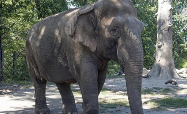 美国新泽西州通过法案禁止团体利用大象等动物作表演