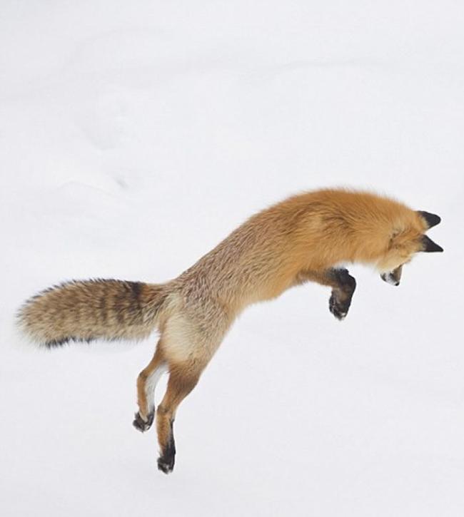 美国摄影师在黄石公园抓拍到红狐腾空而起钻入雪地中抓捕猎物的精彩画面