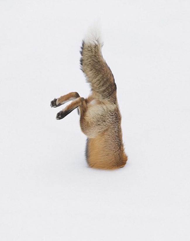 美国摄影师在黄石公园抓拍到红狐腾空而起钻入雪地中抓捕猎物的精彩画面