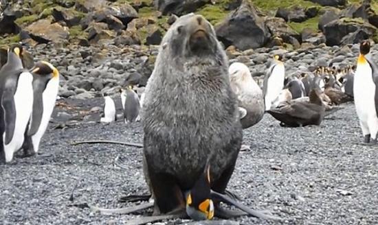 科学家近年接连拍到海豹性侵企鹅的异象。