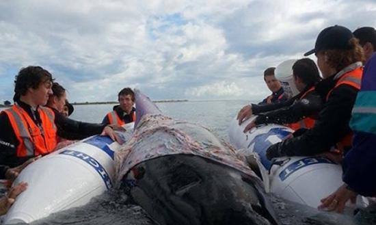 义工与毛利族人日前合力抢救搁浅的鲸鱼。
