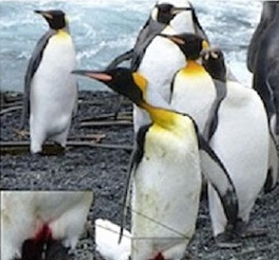 有企鹅遭性侵后下体流血。