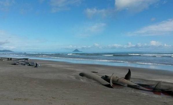 逾20条曾被引出海的领航鲸再次搁浅在海滩上。