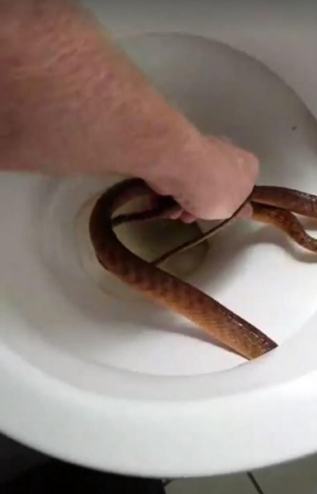 澳洲黄金海岸棕蛇厕所捉迷藏 蛇王徒手擒拿
