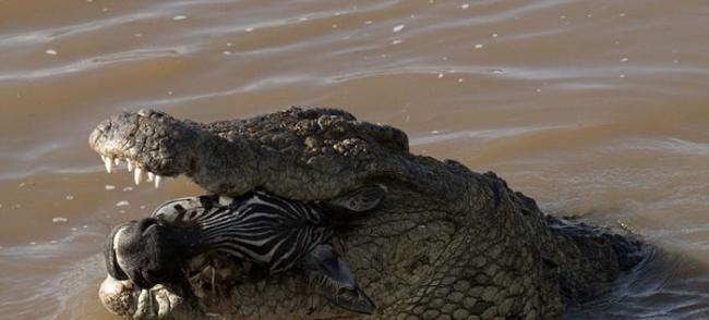 肯尼亚马赛马拉国家保护区巨大鳄鱼血盆大口冒出斑马头