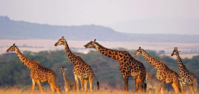 《当代生物学》：长颈鹿原来有四种而不是一种