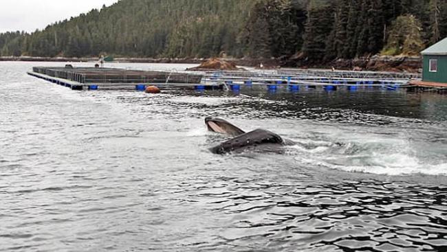 美国阿拉斯加州聪明座头鲸学会守在养殖场外 轻易吃下大批新鲜鱼类