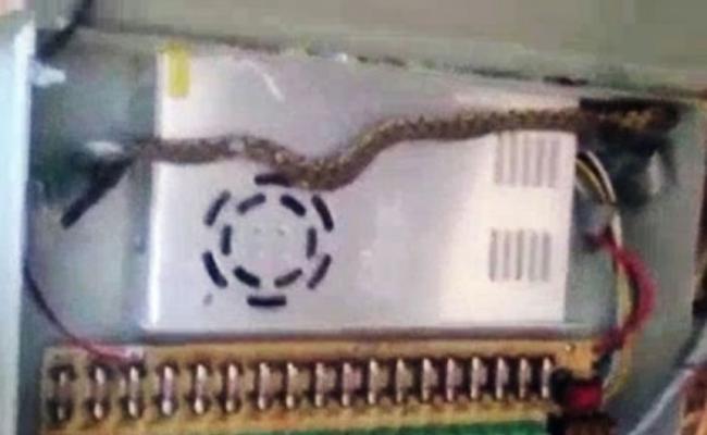 一条蛇藏身控制箱，令视频监控短路。