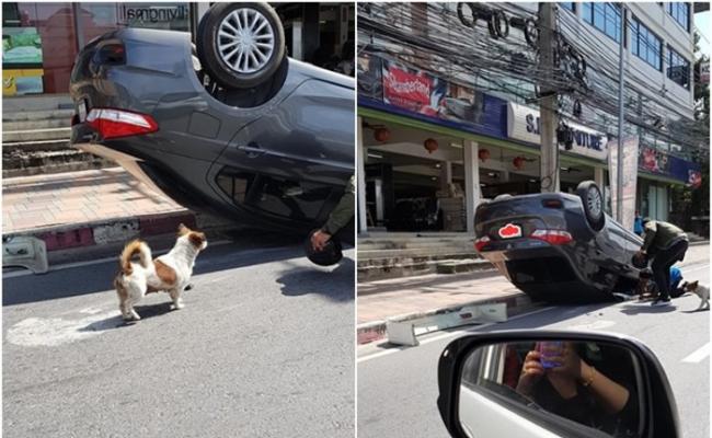 泰国司机避狗致翻车 小狗守护车前自责