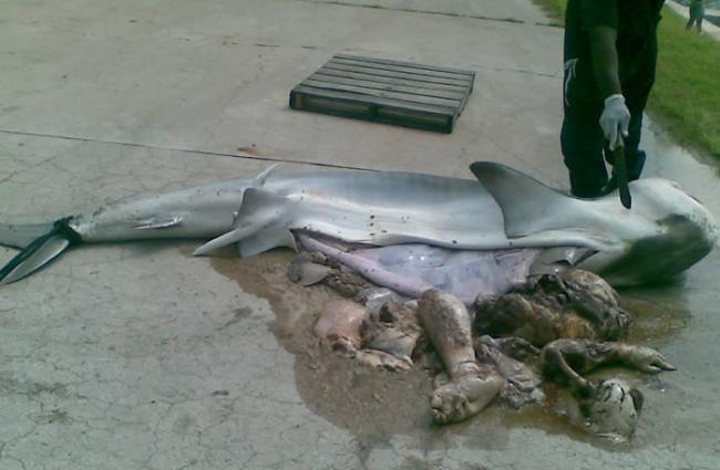 捕获的鲨鱼腹中发现的神秘肢体