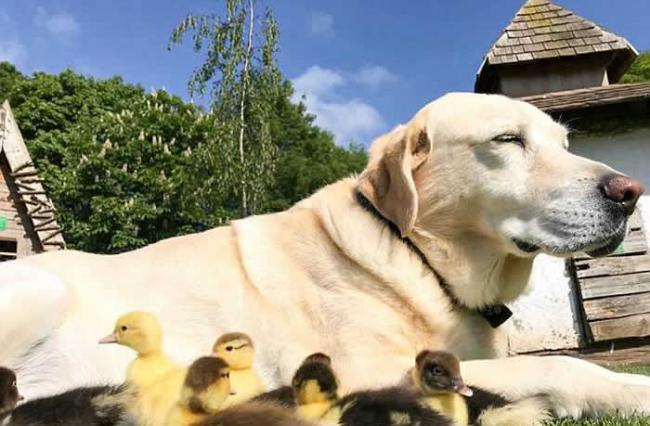 英国埃塞克斯郡一只拉布拉多收养了9只孤儿小鸭