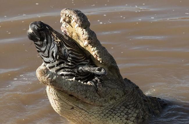 肯尼亚马赛马拉国家保护区巨大鳄鱼血盆大口冒出斑马头