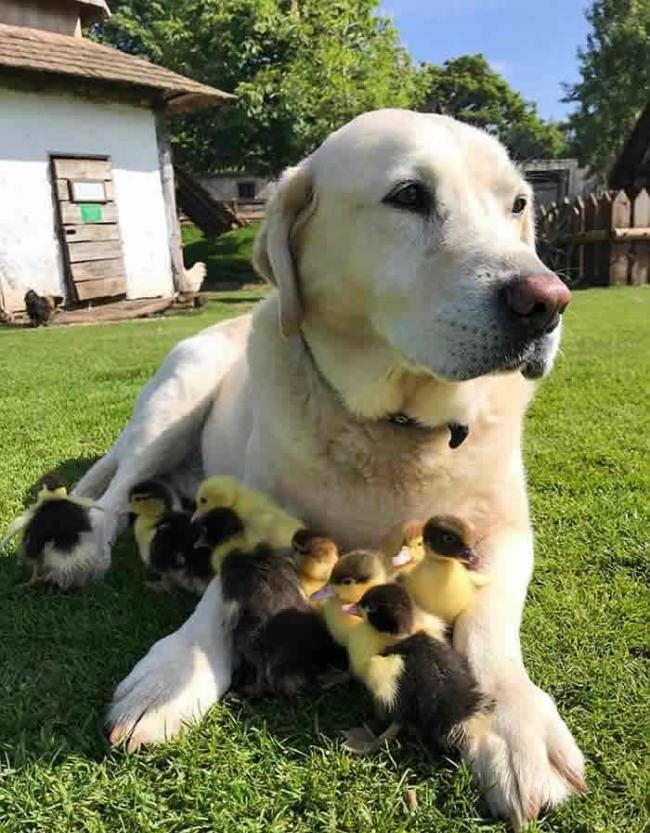 英国埃塞克斯郡一只拉布拉多收养了9只孤儿小鸭