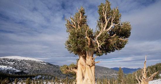 世界上最古老的的树种：5000年的大盆地狐尾松