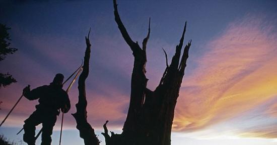 世界上最古老的的树种：5000年前的大盆地狐尾松