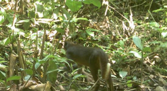 印尼婆罗洲雨林拍到极其罕见的婆罗洲金猫