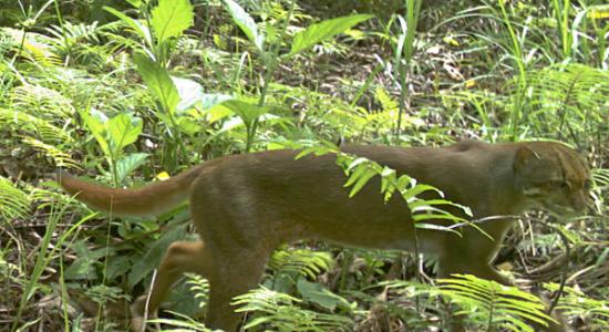 印尼婆罗洲雨林拍到极其罕见的婆罗洲金猫