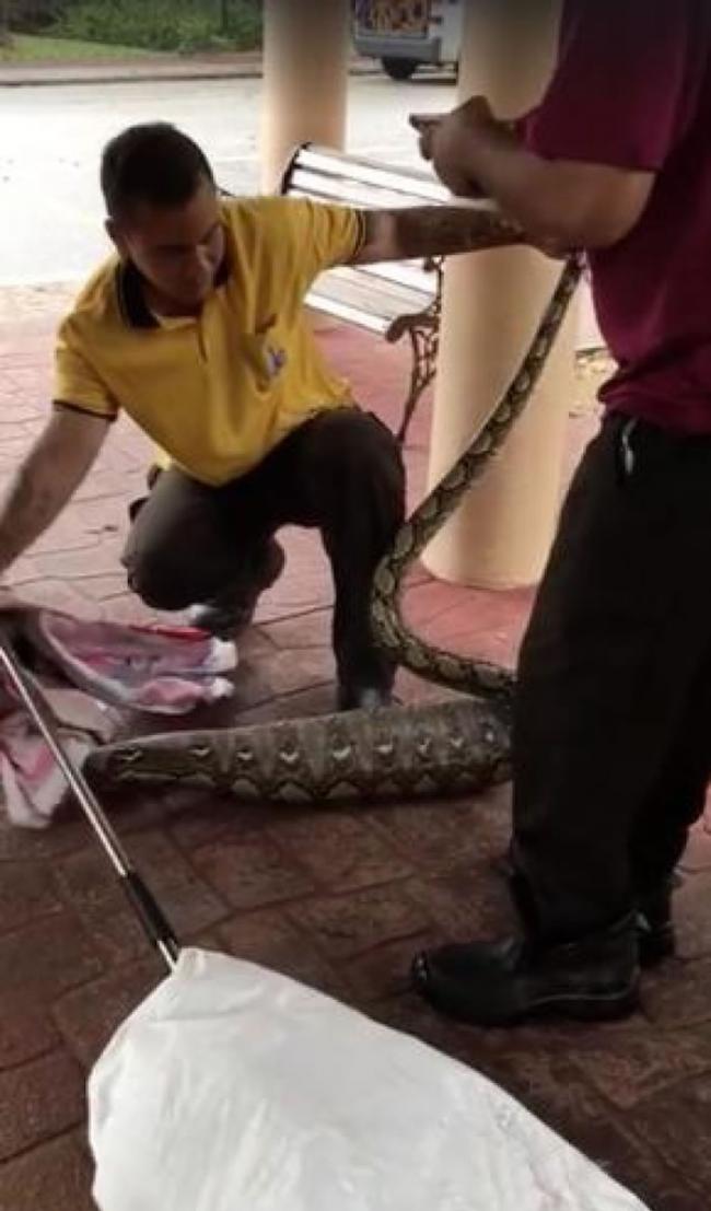 新加坡盛港草丛捕获大蟒蛇 疑吞下失踪家猫